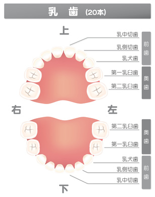 乳歯 乳歯